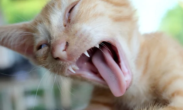 Aranyos puha sárga macska — Stock Fotó