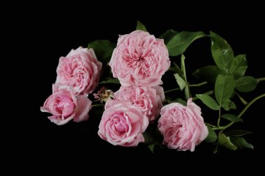 Siyah arka plan üzerine izole gül çiçek buketi.