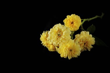 Siyah arka plan üzerine izole gül çiçek buketi.