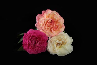 Siyah arka plan üzerine izole gül çiçek buketi.