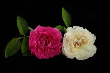 Siyah arka plan üzerine izole gül çiçek buketi.