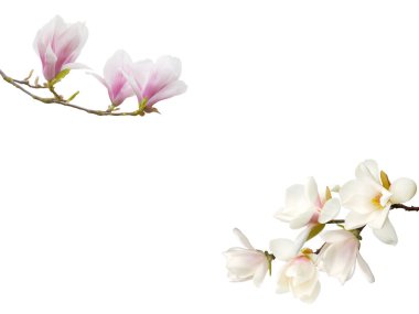 Beyaz Arkaplanda Manolya Çiçeği.