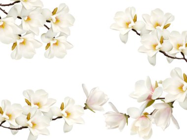 Beyaz Arkaplanda Manolya Çiçeği.