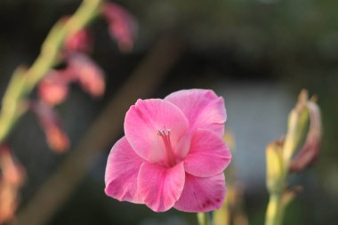 Bahçedeki Gladiolus çiçeği.