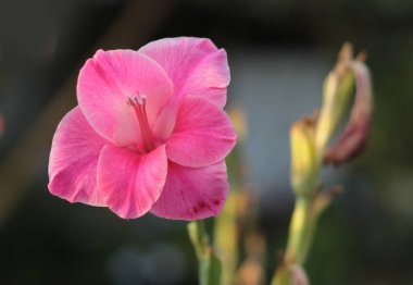 Bahçedeki Gladiolus çiçeği.