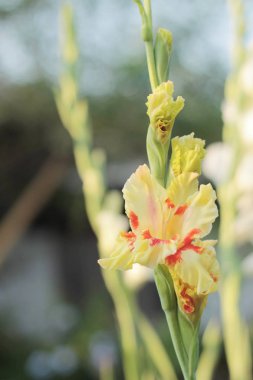 Bahçedeki Gladiolus çiçeği.