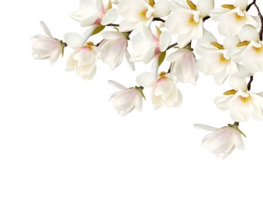 Beyaz arka plan üzerinde izole Manolya çiçek buketi.