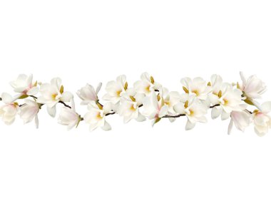 Beyaz arka plan üzerinde izole Manolya çiçek buketi.