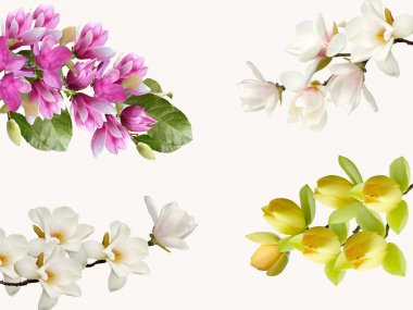 Magnolia flower bouquet isolated on white background. clipart