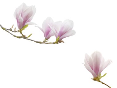 Beyaz arka plan üzerinde izole Manolya çiçek buketi.