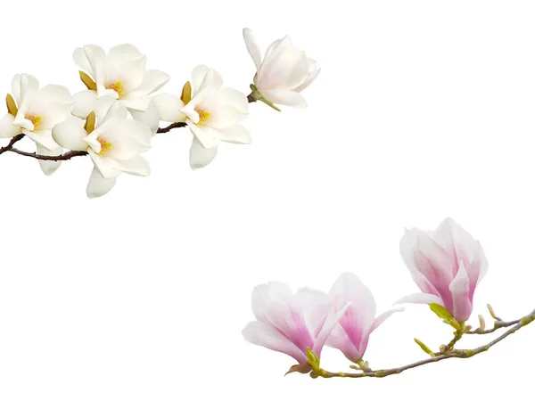 Μανόλια Λουλούδι Λευκό Φόντο — Φωτογραφία Αρχείου