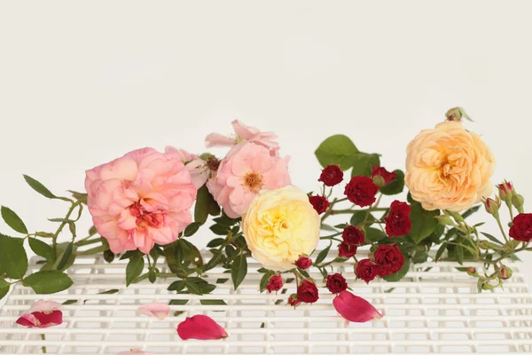 Piękny Kwiat Róży Białym Tle — Zdjęcie stockowe