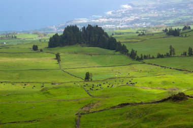 İnekler Azores yeşil alanları üzerine