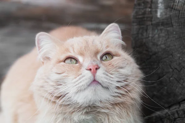 Zencefil kedi fotoğrafını ekrana bakarken ve lezzetli bir şeyler bekliyor yeşil gözlü kapatın