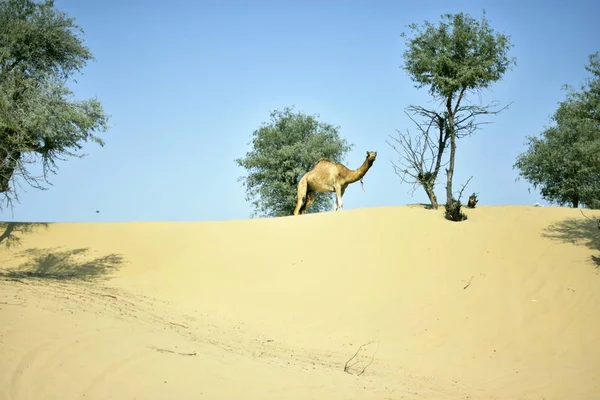 Kamele in der Wüste Dubai am Tag, Dubai, vereinigte arabische Emirate — Stockfoto