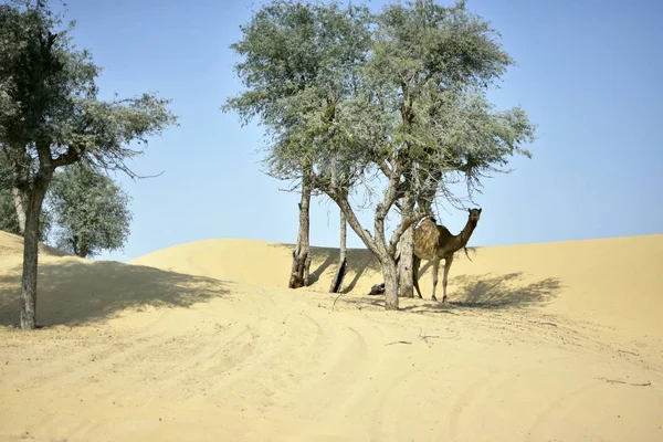 Kamele in der Wüste Dubai am Tag, Dubai, vereinigte arabische Emirate — Stockfoto