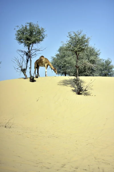 Cammelli intorno al deserto di Dubai in giorno, Dubai, Emirati Arabi Uniti — Foto Stock