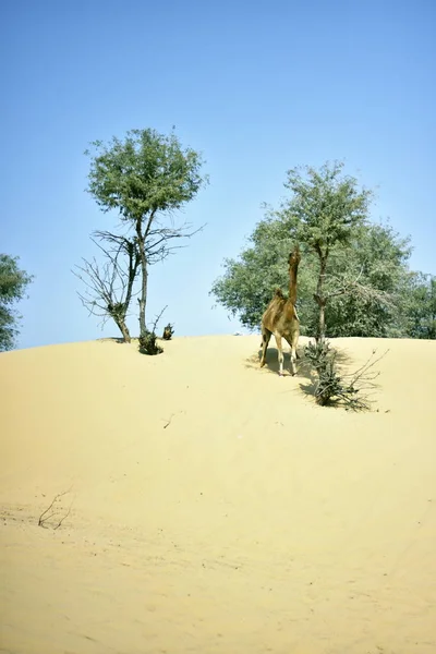 Cammelli intorno al deserto di Dubai in giorno, Dubai, Emirati Arabi Uniti — Foto Stock