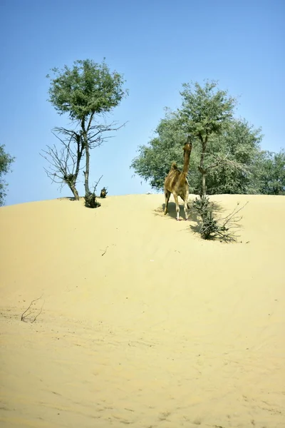 Cammelli intorno al deserto di Dubai in giorno, Dubai, Emirati Arabi Uniti — Foto Stock