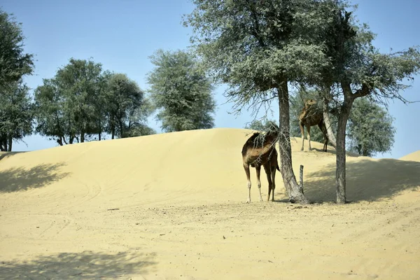 Camelos em torno do deserto do Dubai em dia, Dubai, Emirados Árabes Unidos — Fotografia de Stock