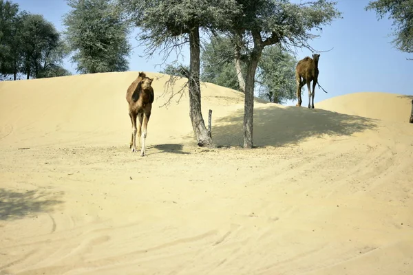 Cammelli intorno al deserto di Dubai in giorno, Dubai, Emirati Arabi Uniti — Foto Stock