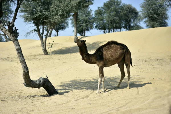 Cammelli intorno al deserto di Dubai in giorno, Dubai, Emirati Arabi Uniti — Foto Stock
