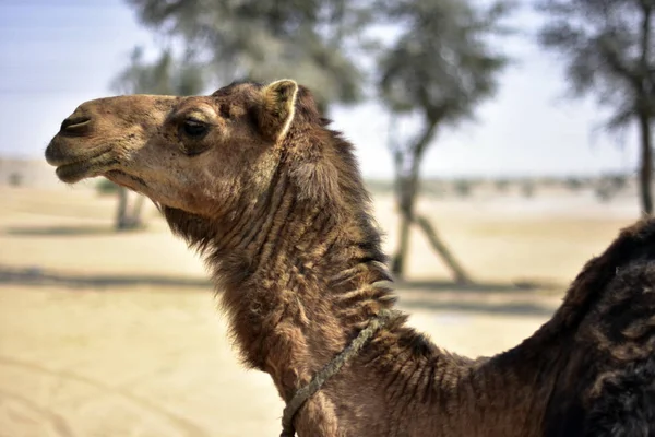 Kamele in der Wüste Dubai am Tag, Dubai, vereinigte arabische Emirate — Stockfoto