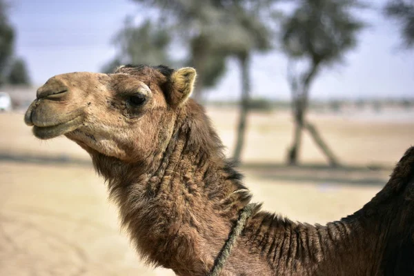 Kamele in der Wüste Dubai am Tag, Dubai, vereinigte arabische Emirate — Stockfoto