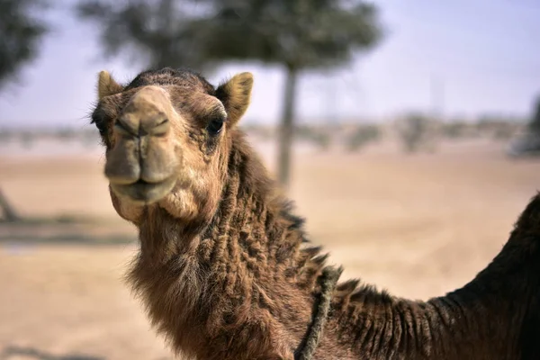 Kamelen rond Dubai Desert in dag, Dubai, Verenigde Arabische Emiraten — Stockfoto