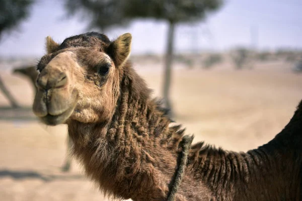 Camelos em torno do deserto do Dubai em dia, Dubai, Emirados Árabes Unidos — Fotografia de Stock