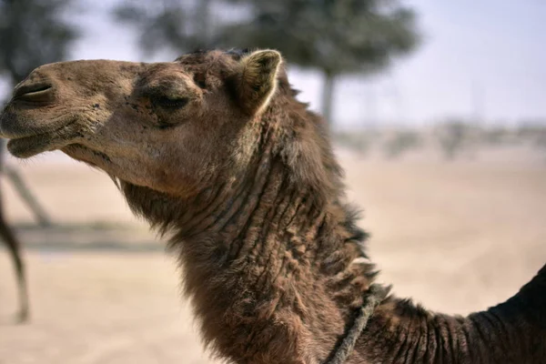 Cammelli intorno al deserto di Dubai in giorno, Dubai, Emirati Arabi Uniti — Foto Stock