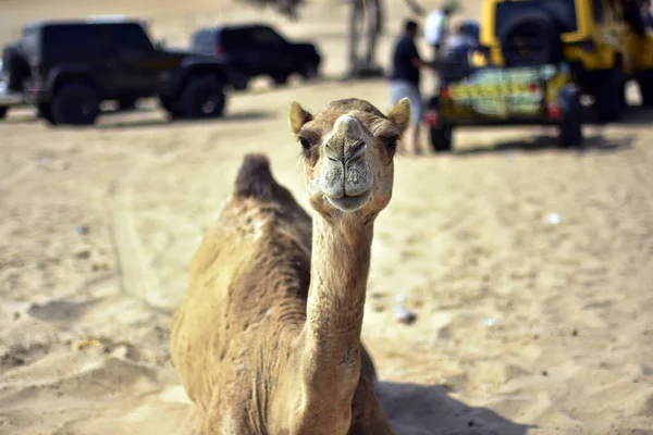 Cammelli intorno al deserto di Dubai in giorno, Dubai, Emirati Arabi Uniti — Foto Stock