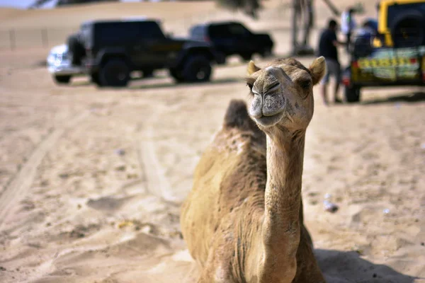 Cammelli intorno al deserto di Dubai in giorno, Dubai, Emirati Arabi Uniti — Foto Stock