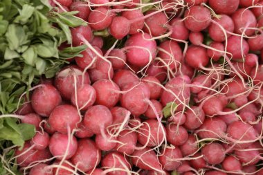 Farsça yeni yıl, kiraz veya nowrooz şahin'e Shahr, İsfahan, İran'ın görüldüğü haft