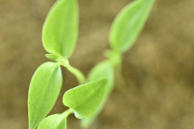 Toprak dışında yeşil fide büyüyen bitki yakın çekim