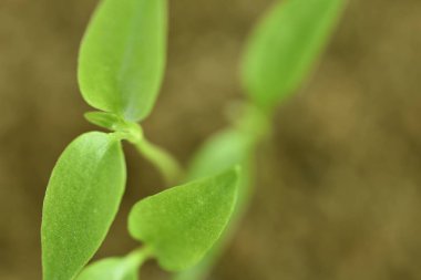 Toprak dışında yeşil fide büyüyen bitki yakın çekim