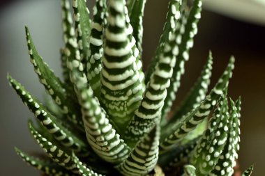 Yakın çekim Haworthia Fasciata evde