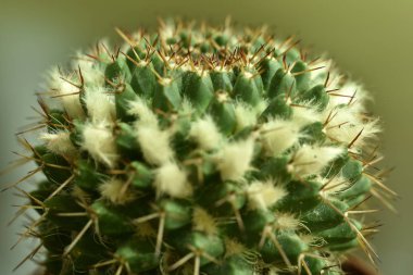 Yakın çekim kaktüs çiçek