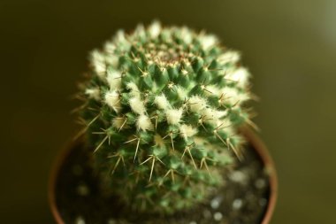 Yakın çekim kaktüs çiçek