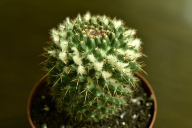 Yakın çekim kaktüs çiçek