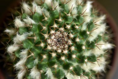 Yakın çekim kaktüs çiçek