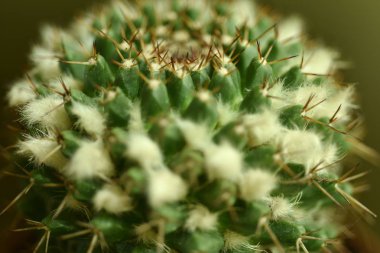 Yakın çekim kaktüs çiçek