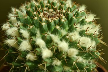 Yakın çekim kaktüs çiçek