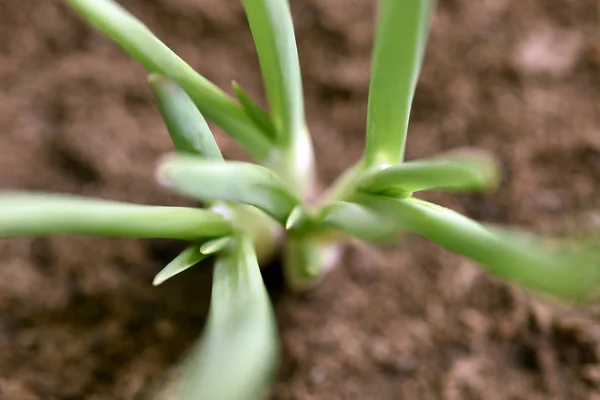 Close-up de plantas de plântulas verdes crescendo fora do solo — Fotografia de Stock