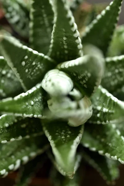 Close-up Haworthia Fasciata em casa — Fotografia de Stock