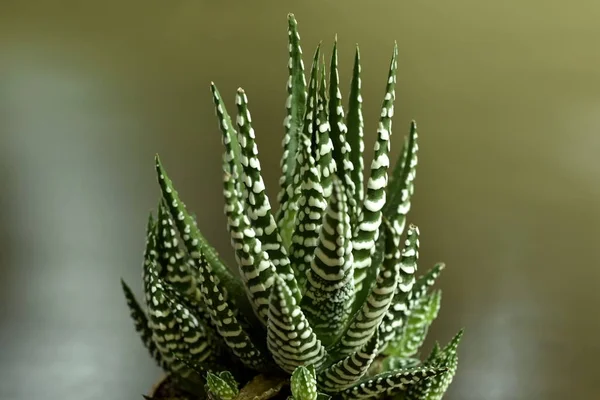 Nahaufnahme Haworthia fasciata zu Hause — Stockfoto