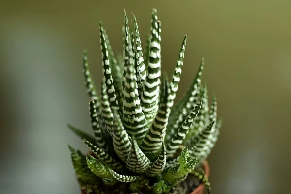 Close-up Haworthia Fasciata at home — Stock Photo, Image