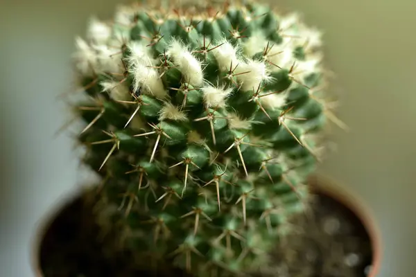 Cactus primo piano con fiore — Foto Stock