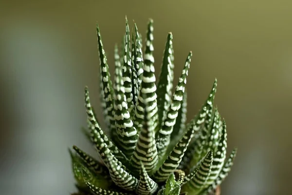 Close-up Haworthia Fasciata derhjemme - Stock-foto