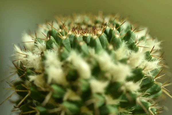 特写仙人掌与花 — 图库照片